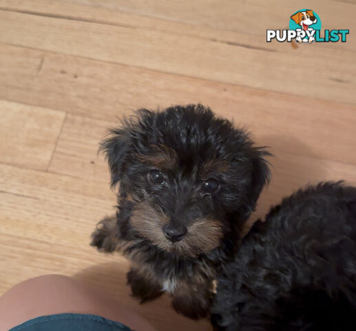 Jackapoo puppies for sale with rare bob tails - Only 2 left