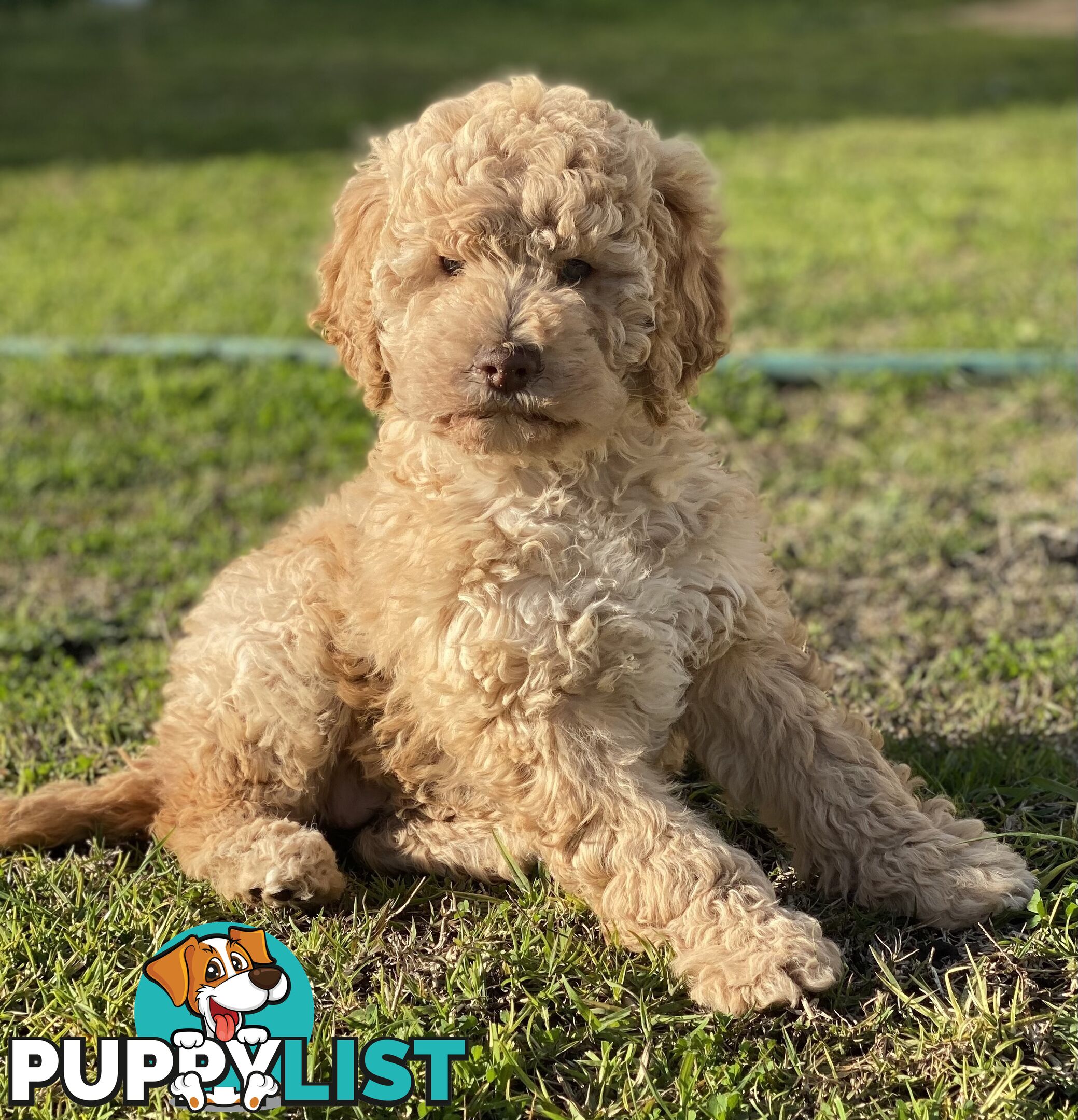 Lagotto