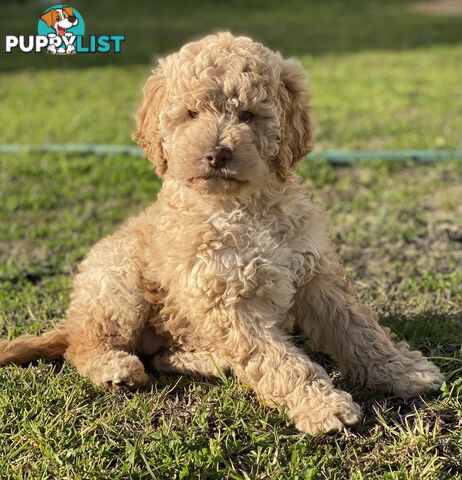 Lagotto