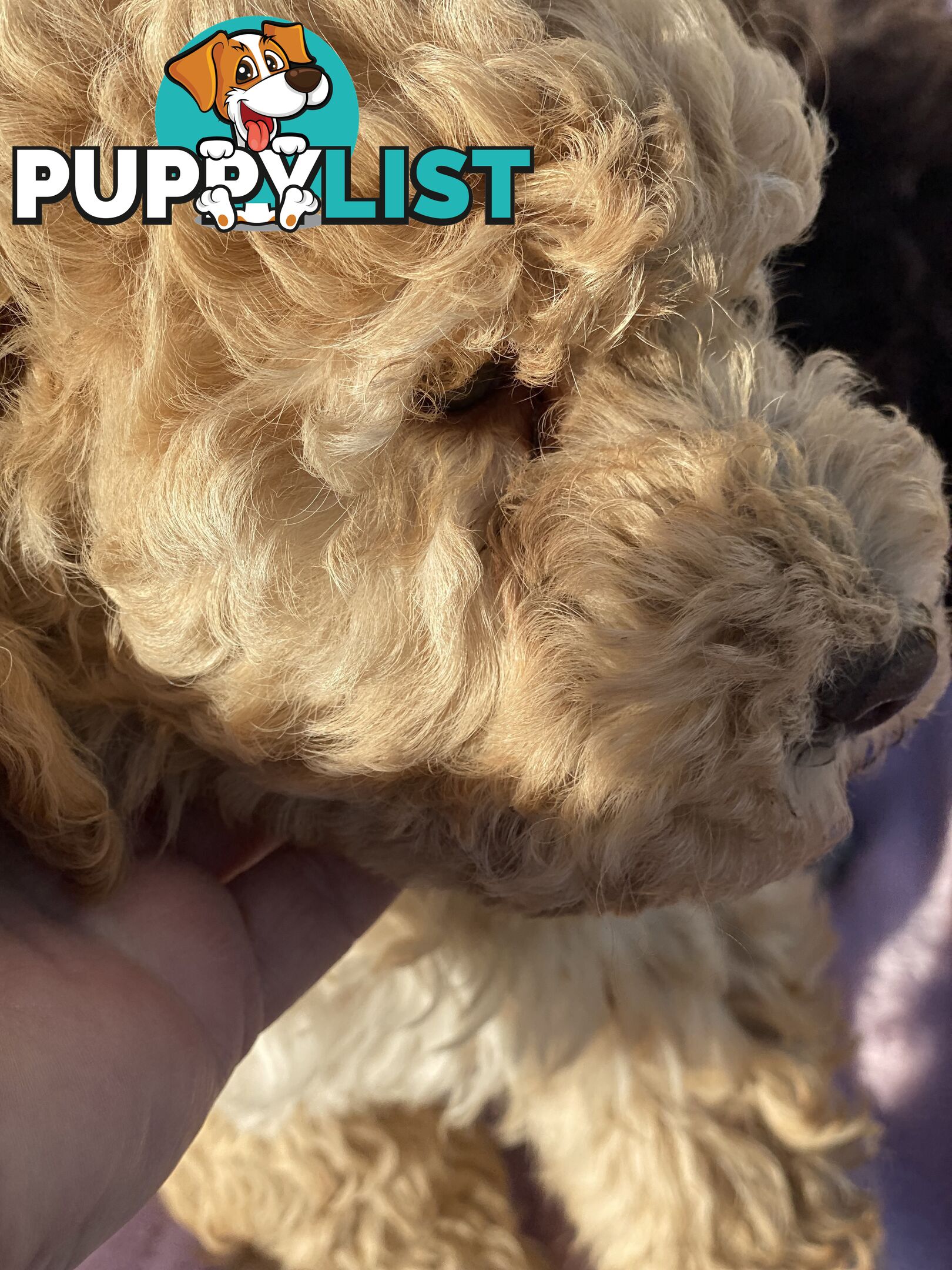 Lagotto