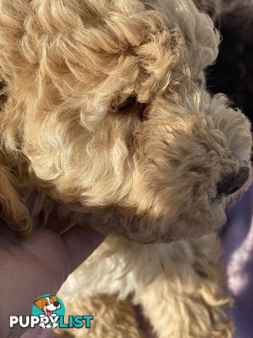 Lagotto