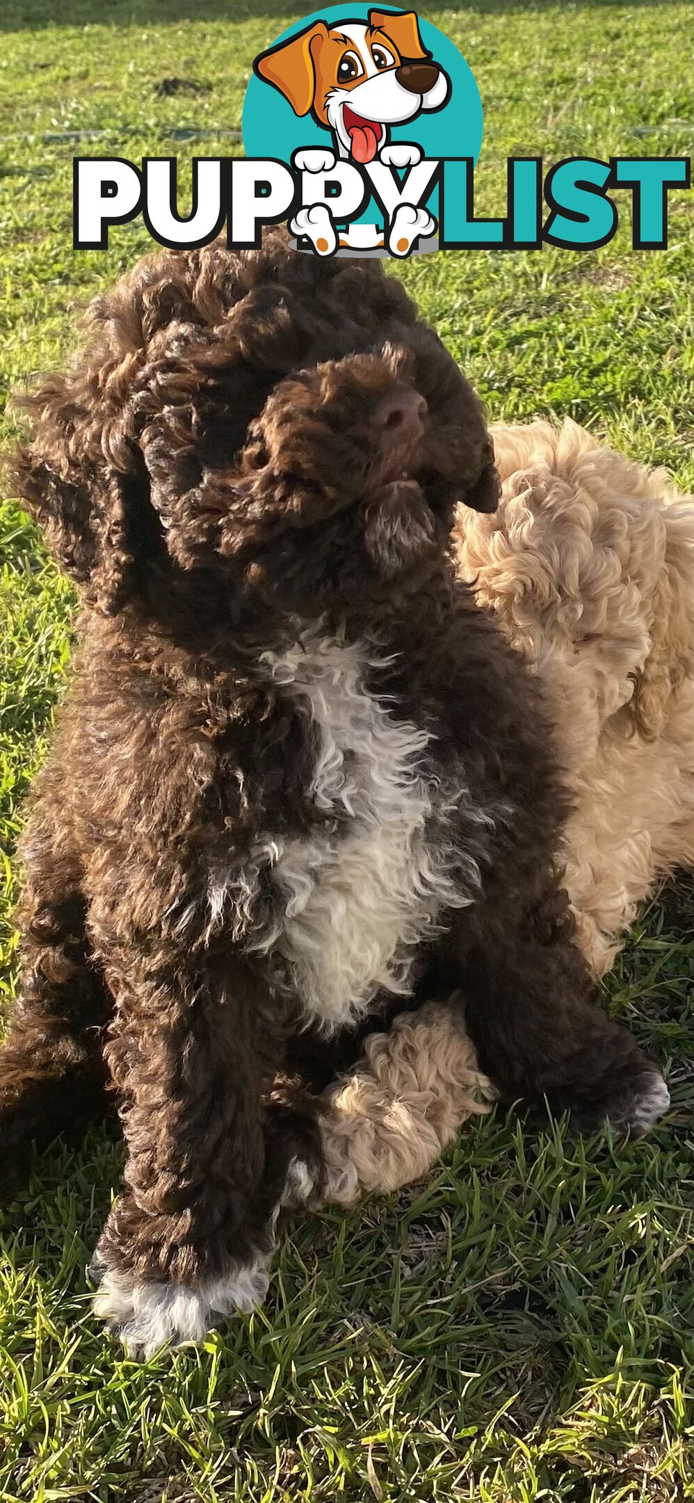 Lagotto