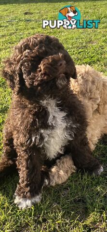 Lagotto