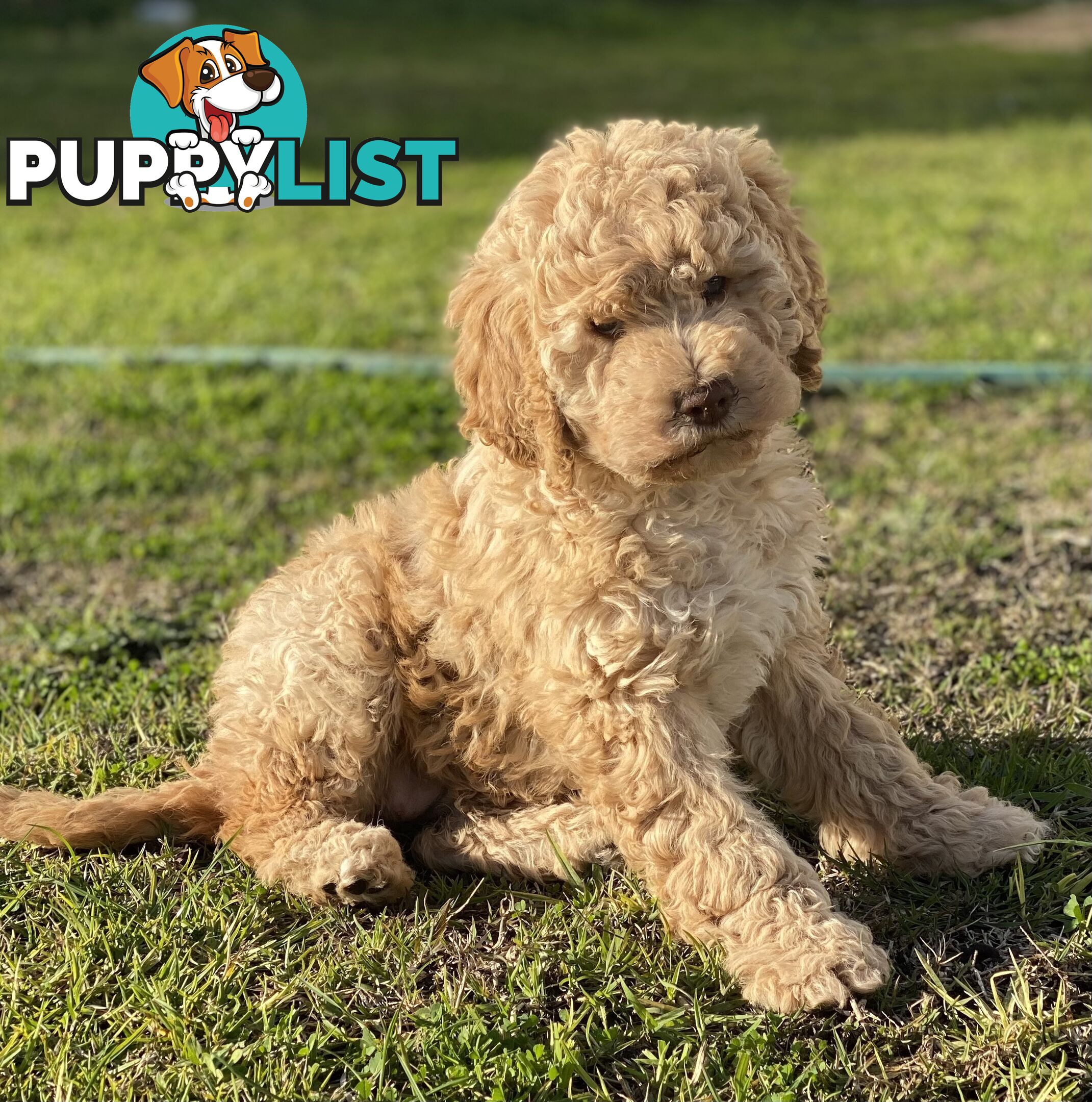 Lagotto