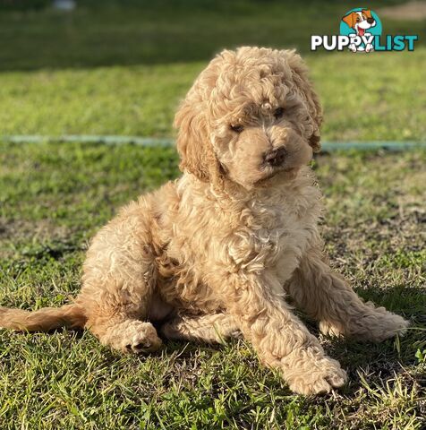 Lagotto