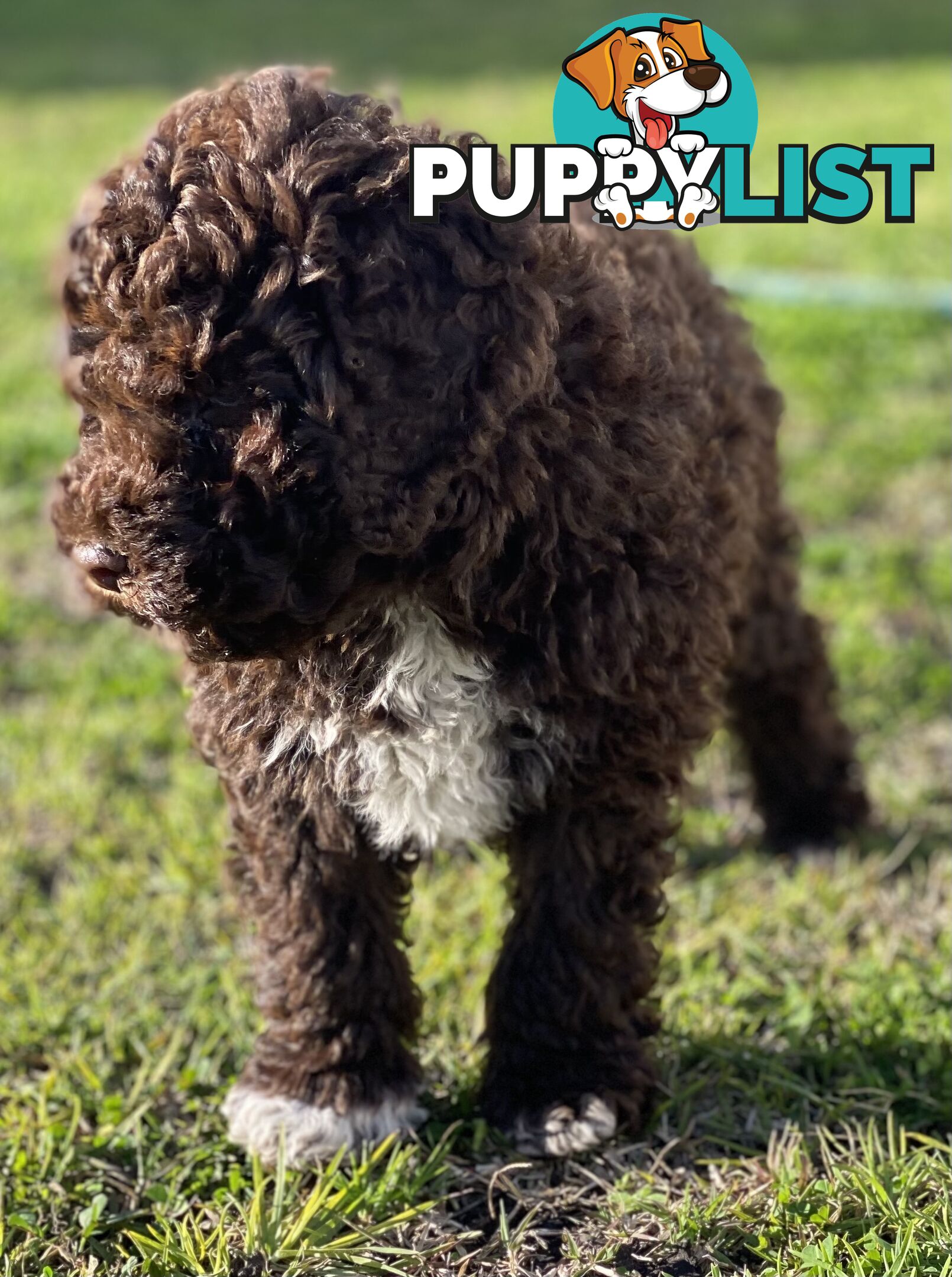 Lagotto