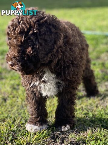 Lagotto