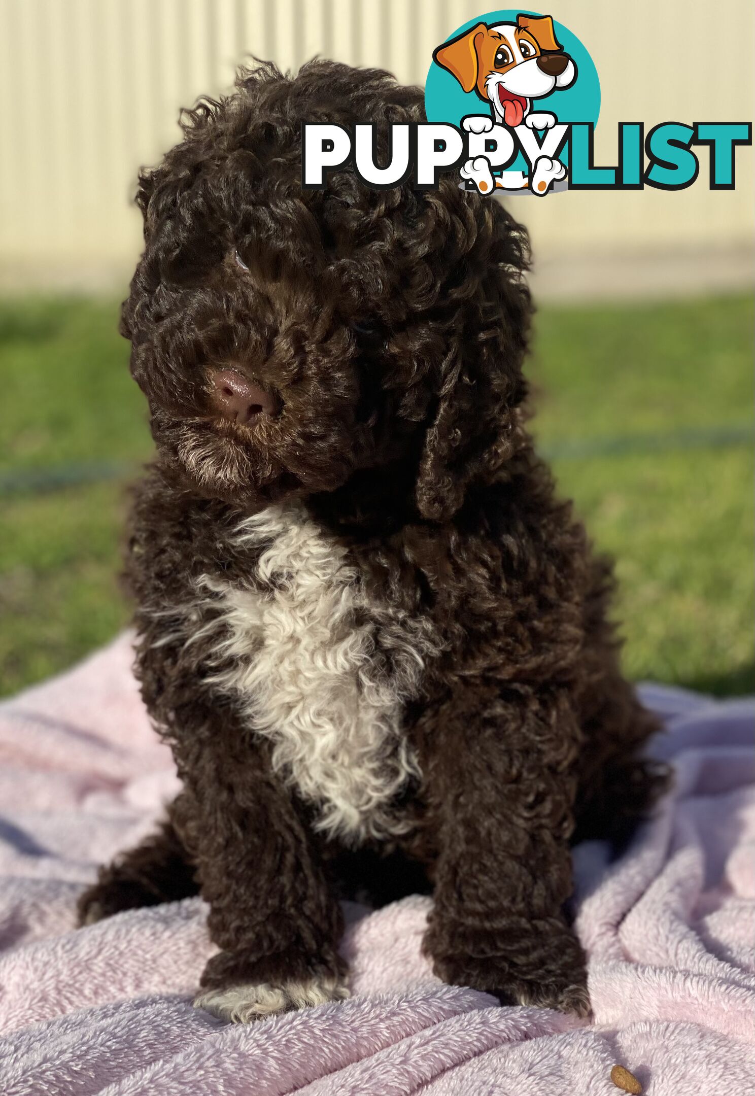 Lagotto