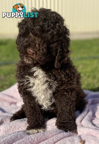 Lagotto
