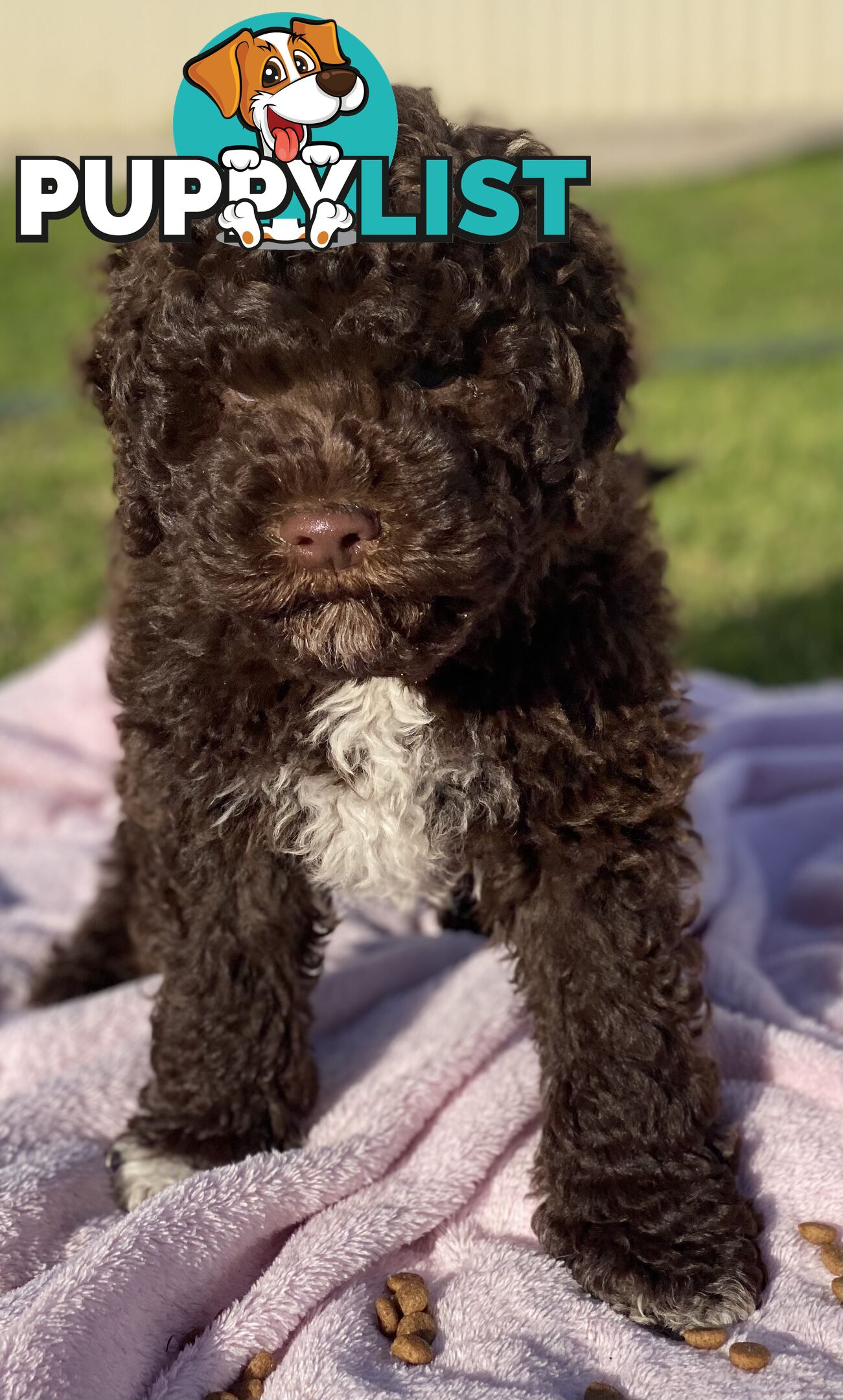 Lagotto