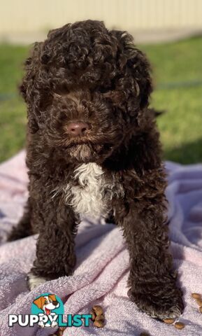 Lagotto