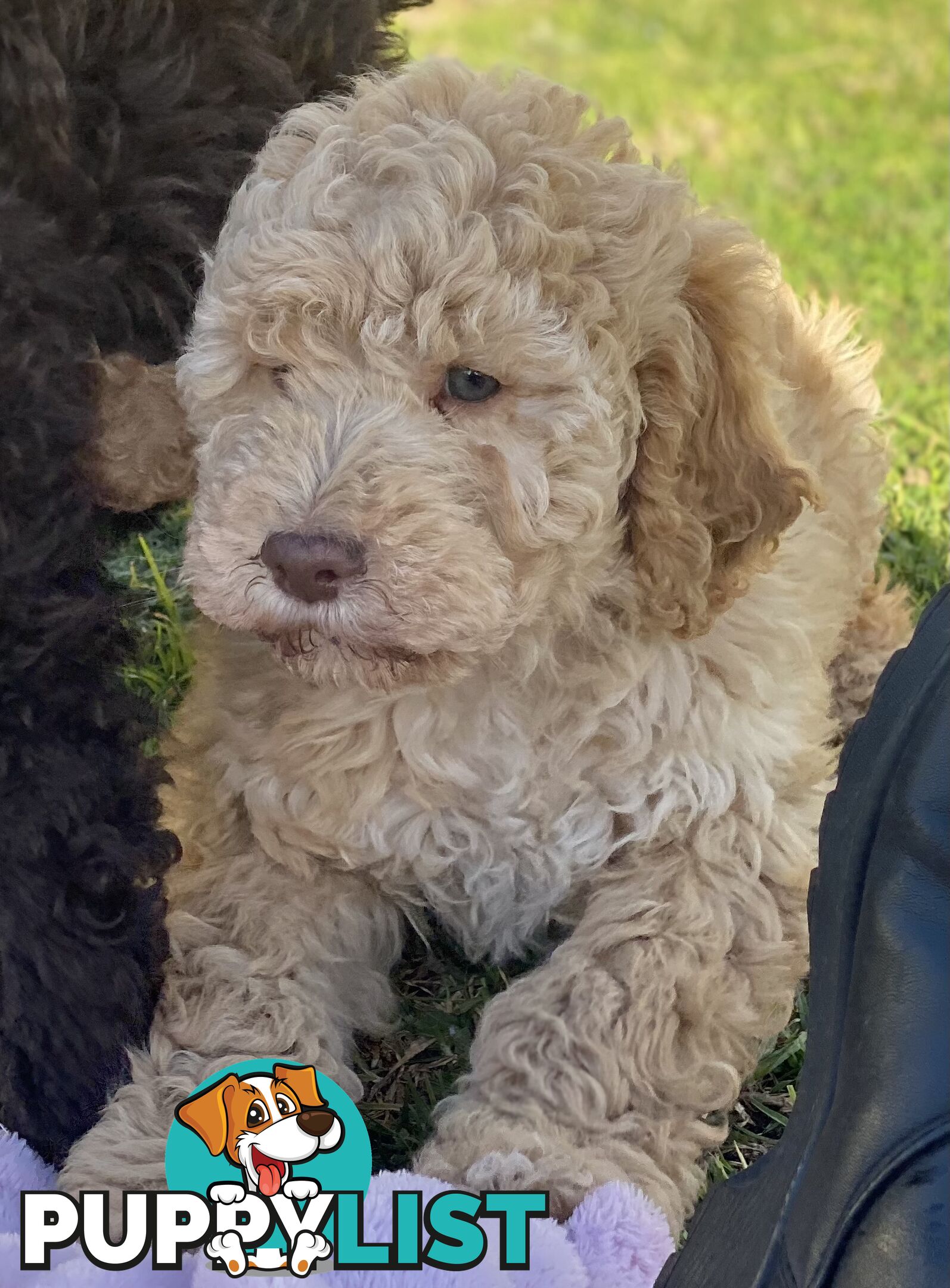 Lagotto