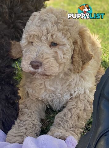 Lagotto