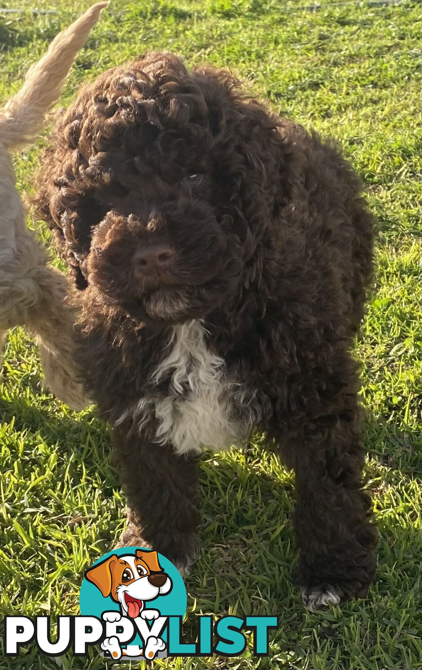 Lagotto