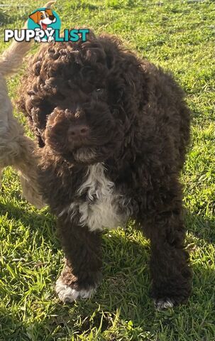 Lagotto