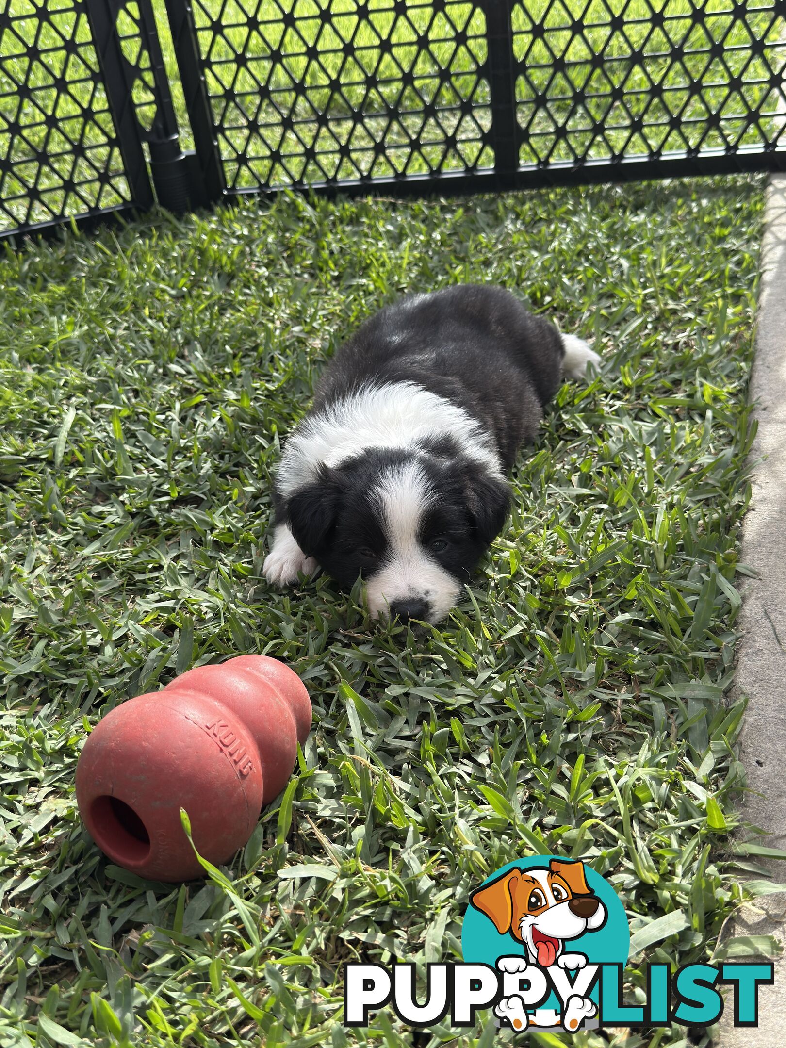 Long-Haired Purebred Border Collie Puppies – Raised with Love, Ready After June 17