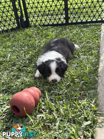 Long-Haired Purebred Border Collie Puppies – Raised with Love, Ready After June 17