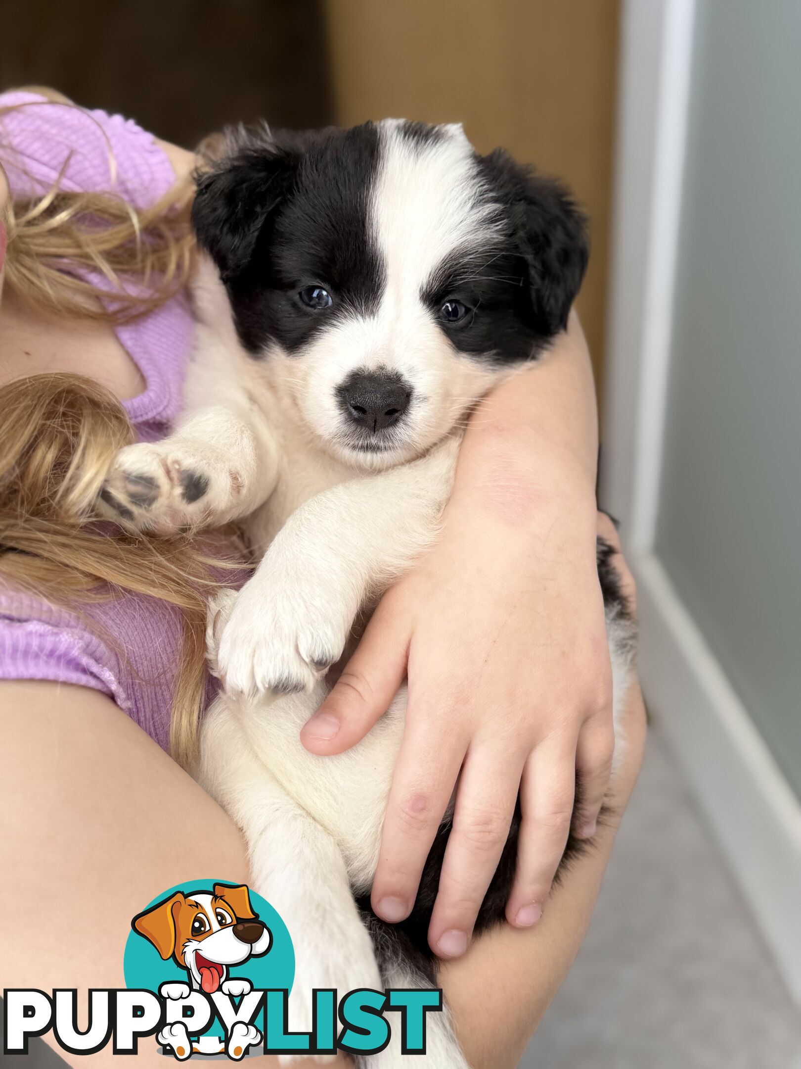 Long-Haired Purebred Border Collie Puppies – Raised with Love, Ready After June 17