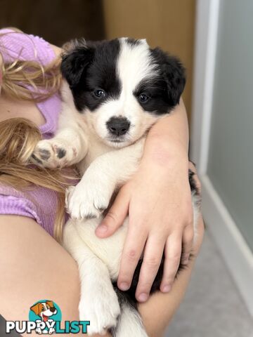 Long-Haired Purebred Border Collie Puppies – Raised with Love, Ready After June 17