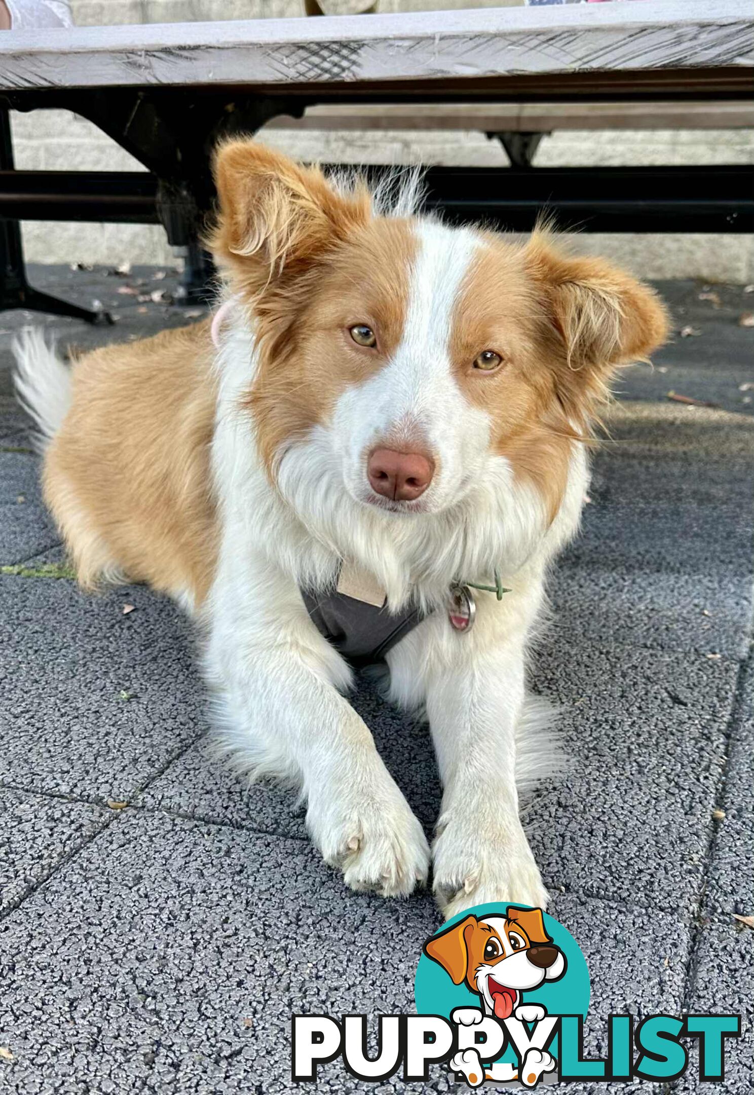 Long-Haired Purebred Border Collie Puppies – Raised with Love, Ready After June 17