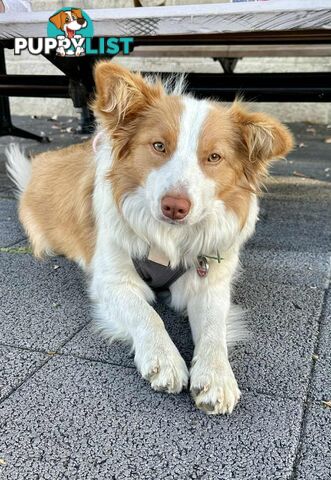 Long-Haired Purebred Border Collie Puppies – Raised with Love, Ready After June 17