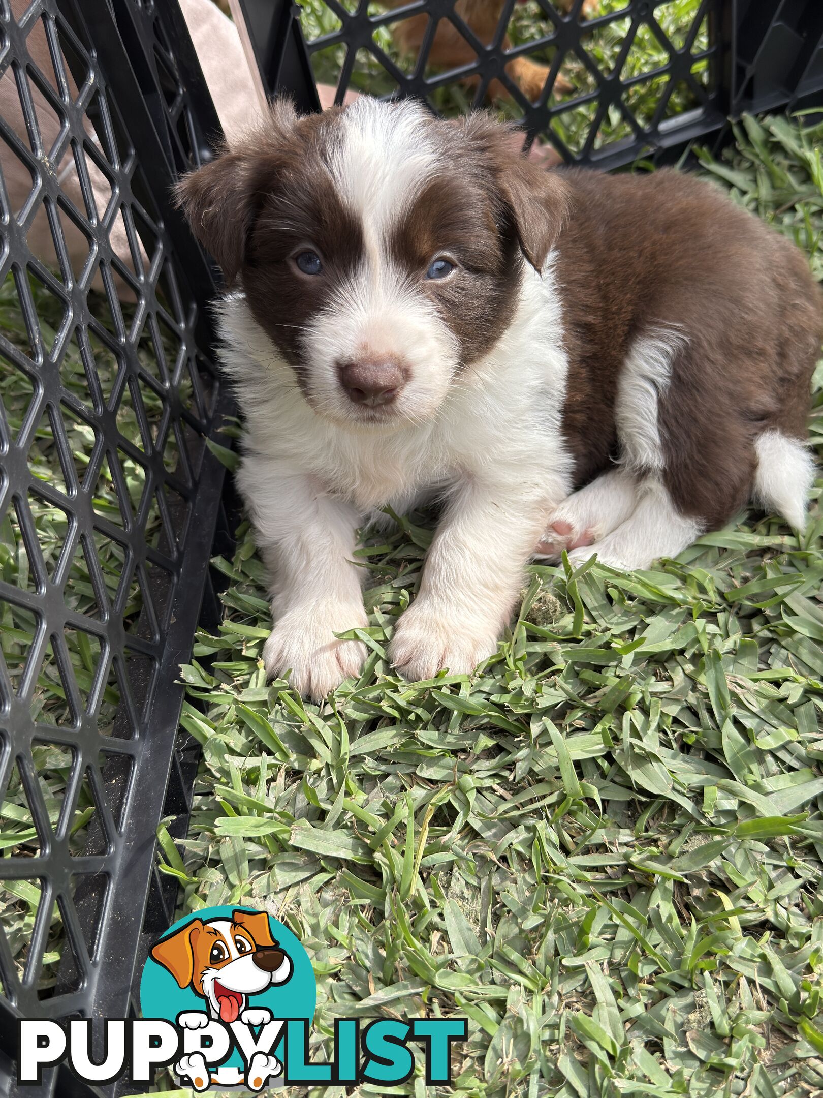 Long-Haired Purebred Border Collie Puppies – Raised with Love, Ready After June 17
