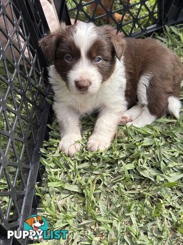 Long-Haired Purebred Border Collie Puppies – Raised with Love, Ready After June 17