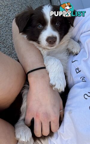 Long-Haired Purebred Border Collie Puppies – Raised with Love, Ready After June 17