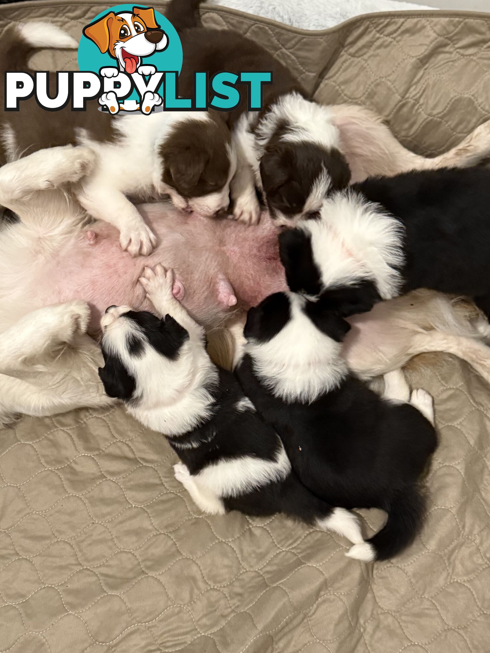 Long-Haired Purebred Border Collie Puppies – Raised with Love, Ready After June 17
