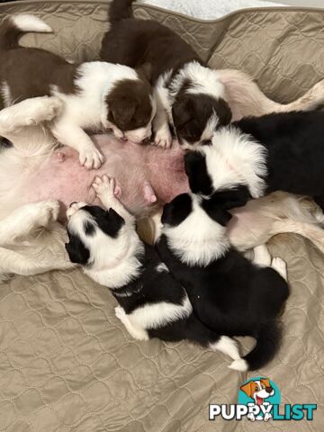 Long-Haired Purebred Border Collie Puppies – Raised with Love, Ready After June 17