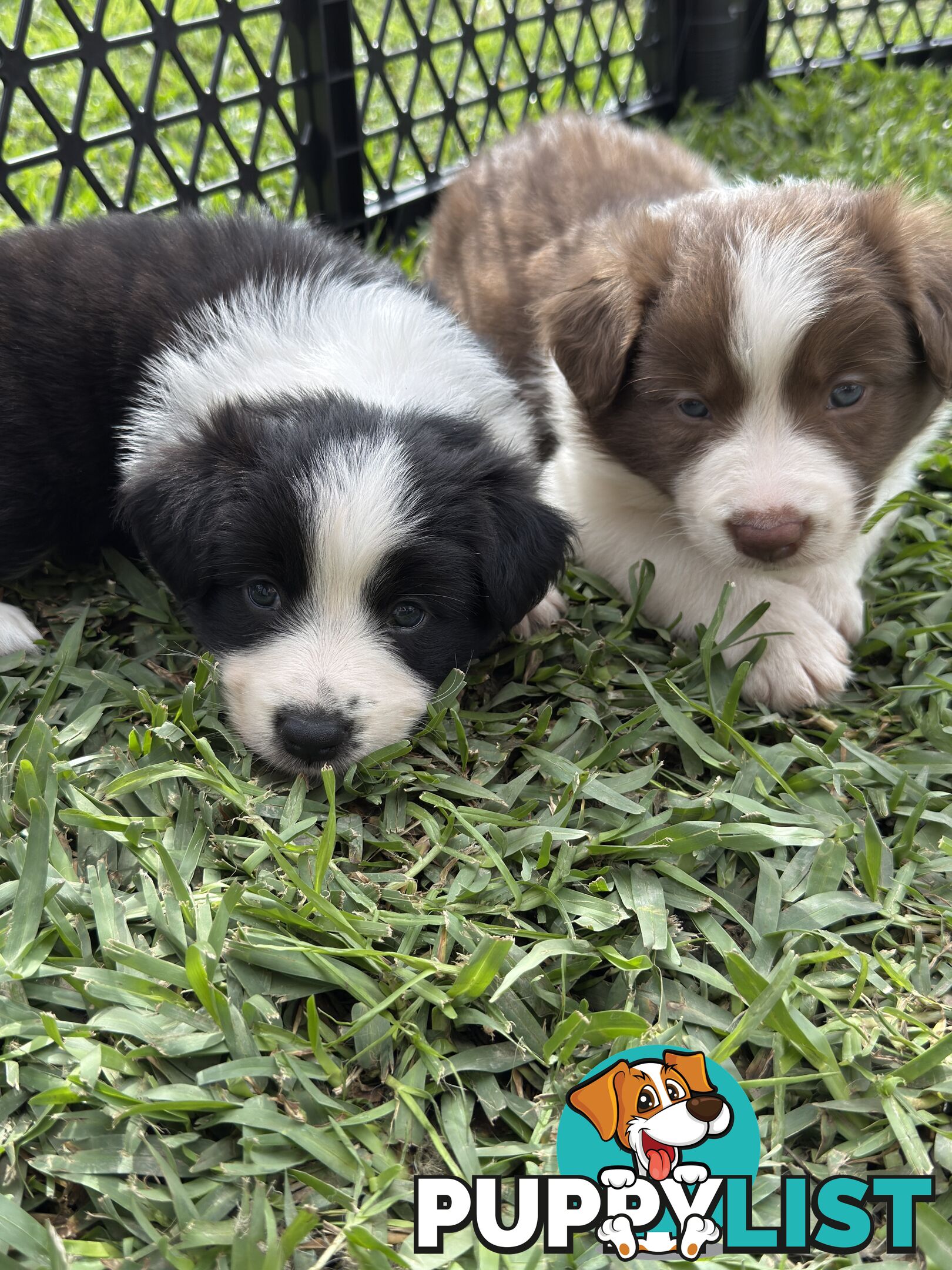 Long-Haired Purebred Border Collie Puppies – Raised with Love, Ready After June 17