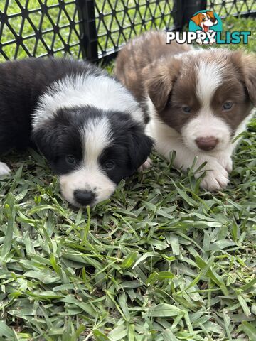 Long-Haired Purebred Border Collie Puppies – Raised with Love, Ready After June 17