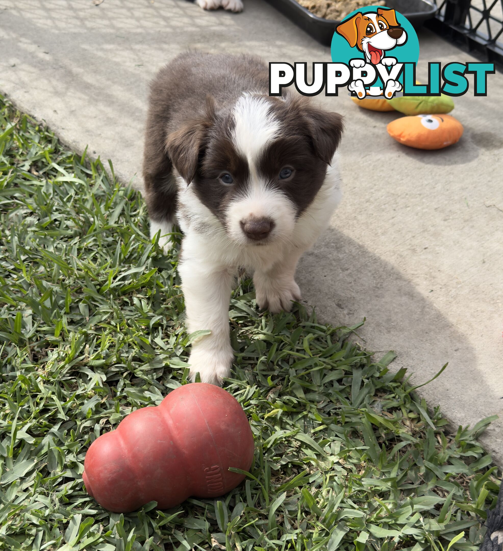 Long-Haired Purebred Border Collie Puppies – Raised with Love, Ready After June 17