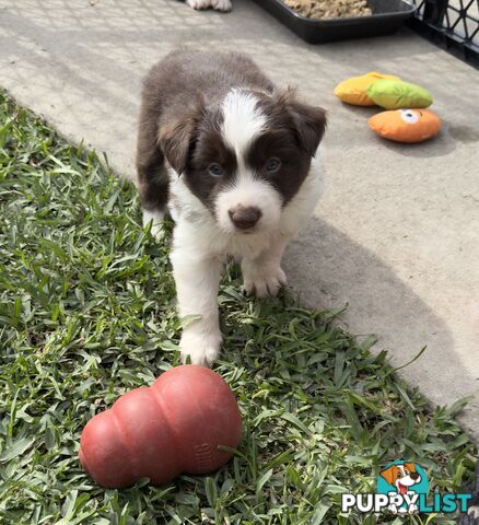 Long-Haired Purebred Border Collie Puppies – Raised with Love, Ready After June 17