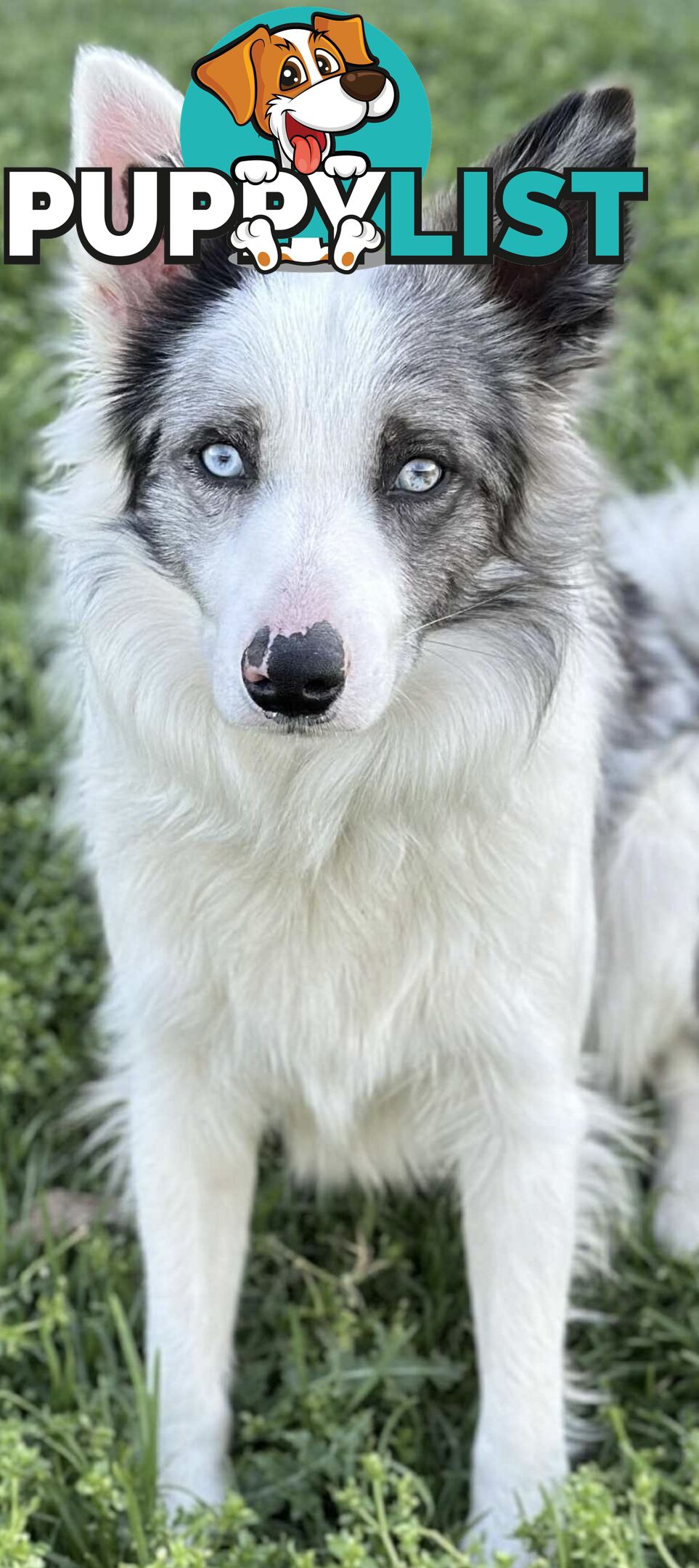 Long-Haired Purebred Border Collie Puppies – Raised with Love, Ready After June 17