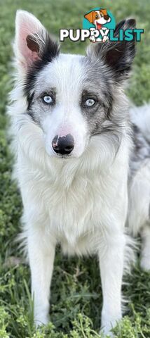 Long-Haired Purebred Border Collie Puppies – Raised with Love, Ready After June 17