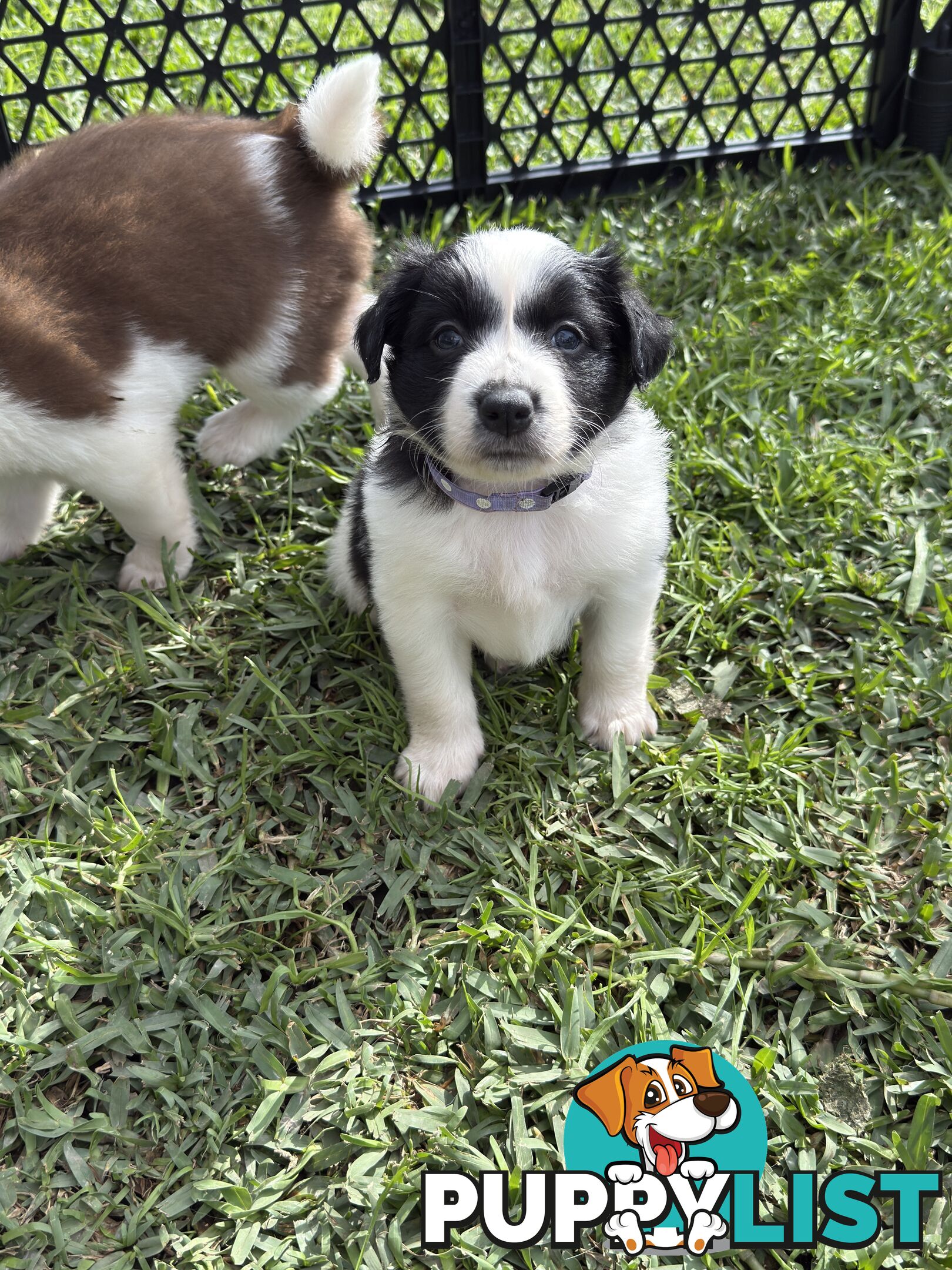 Long-Haired Purebred Border Collie Puppies – Raised with Love, Ready After June 17