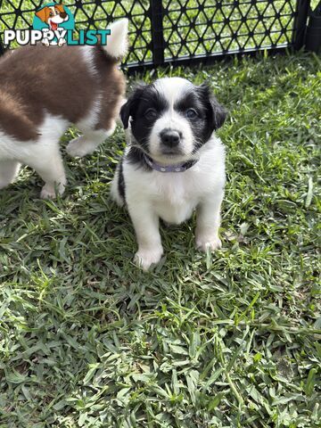 Long-Haired Purebred Border Collie Puppies – Raised with Love, Ready After June 17