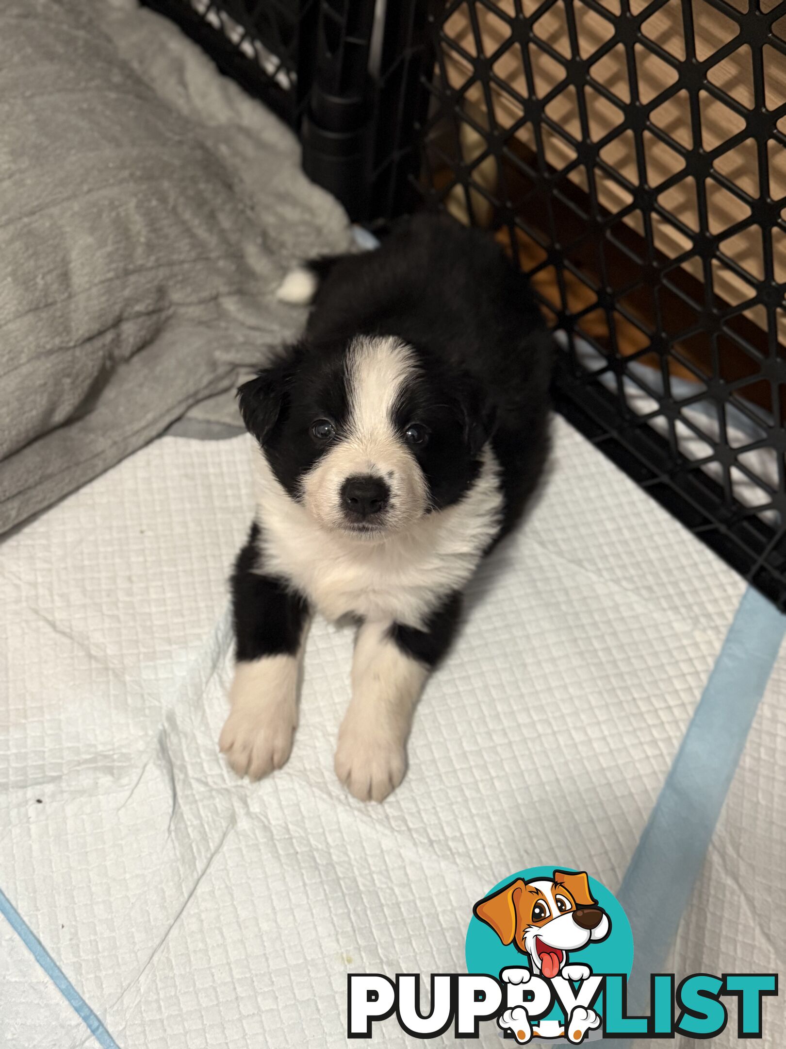 Long-Haired Purebred Border Collie Puppies – Raised with Love, Ready After June 17