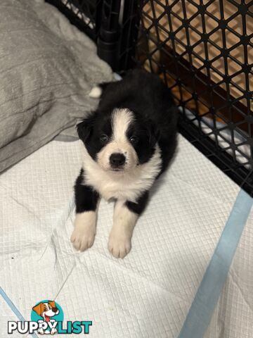 Long-Haired Purebred Border Collie Puppies – Raised with Love, Ready After June 17