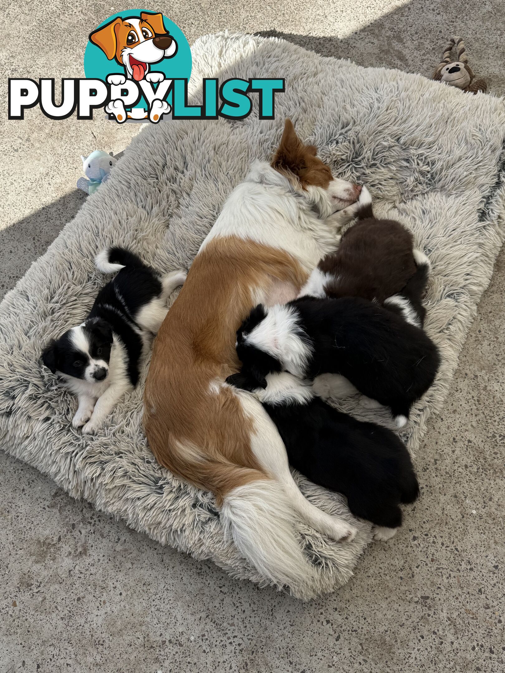 Long-Haired Purebred Border Collie Puppies – Raised with Love, Ready After June 17