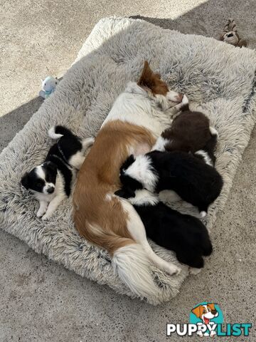 Long-Haired Purebred Border Collie Puppies – Raised with Love, Ready After June 17