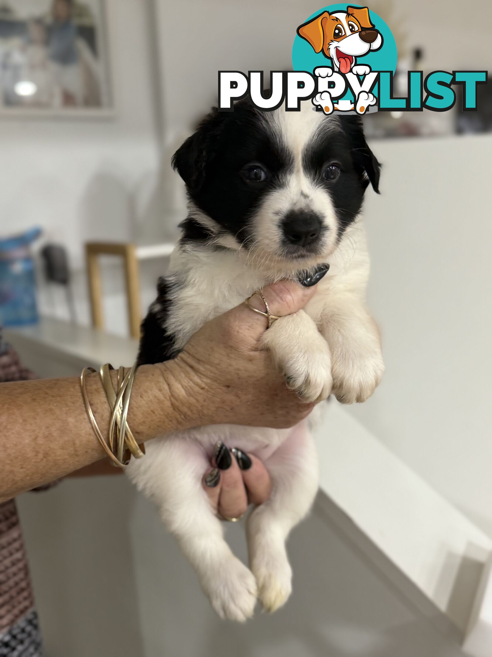Long-Haired Purebred Border Collie Puppies – Raised with Love, Ready After June 17