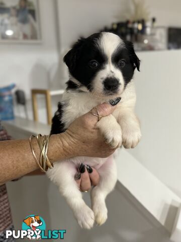 Long-Haired Purebred Border Collie Puppies – Raised with Love, Ready After June 17