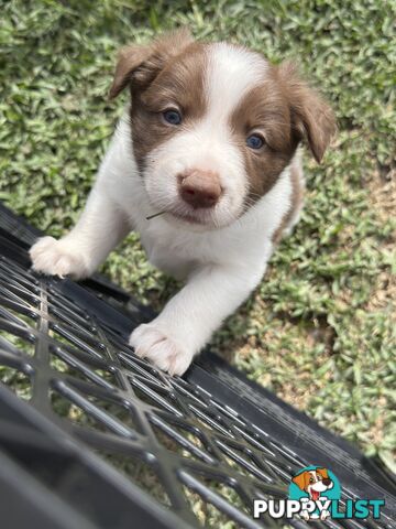 Long-Haired Purebred Border Collie Puppies – Raised with Love, Ready After June 17