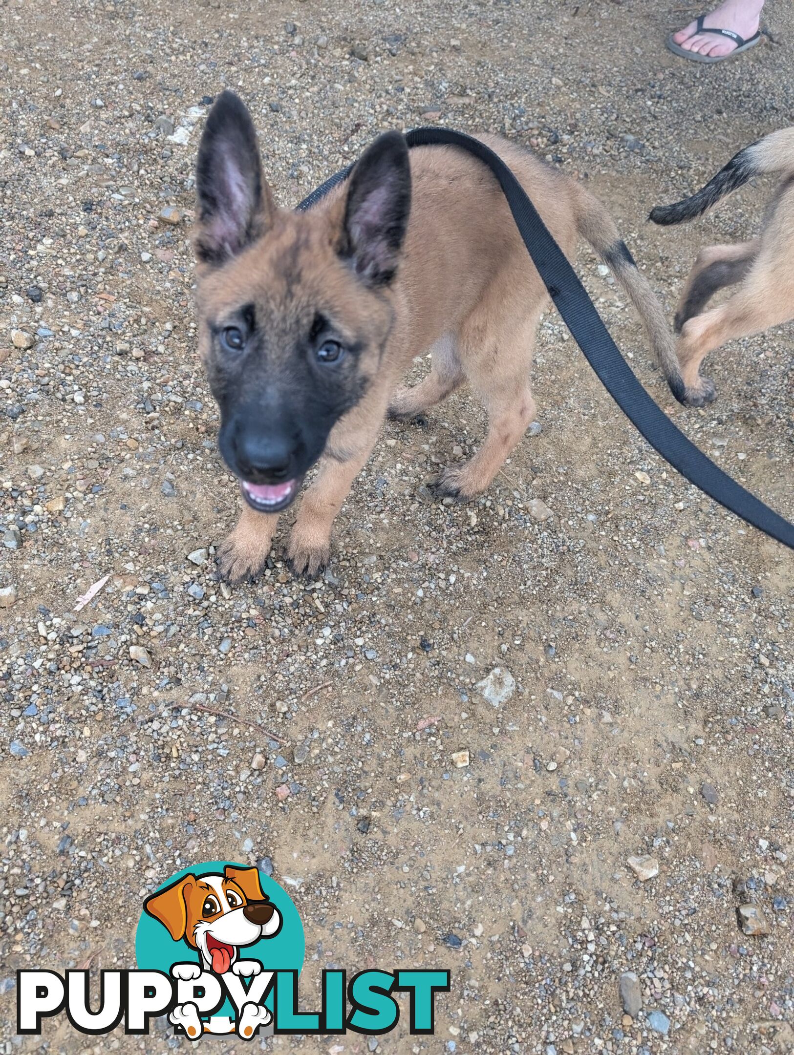 KNVP BELGAIN MALINOIS X DUTCH SHEPPARD