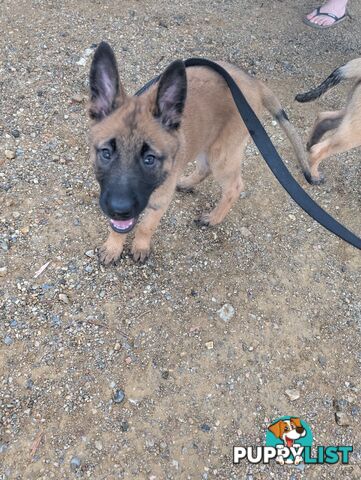 KNVP BELGAIN MALINOIS X DUTCH SHEPPARD