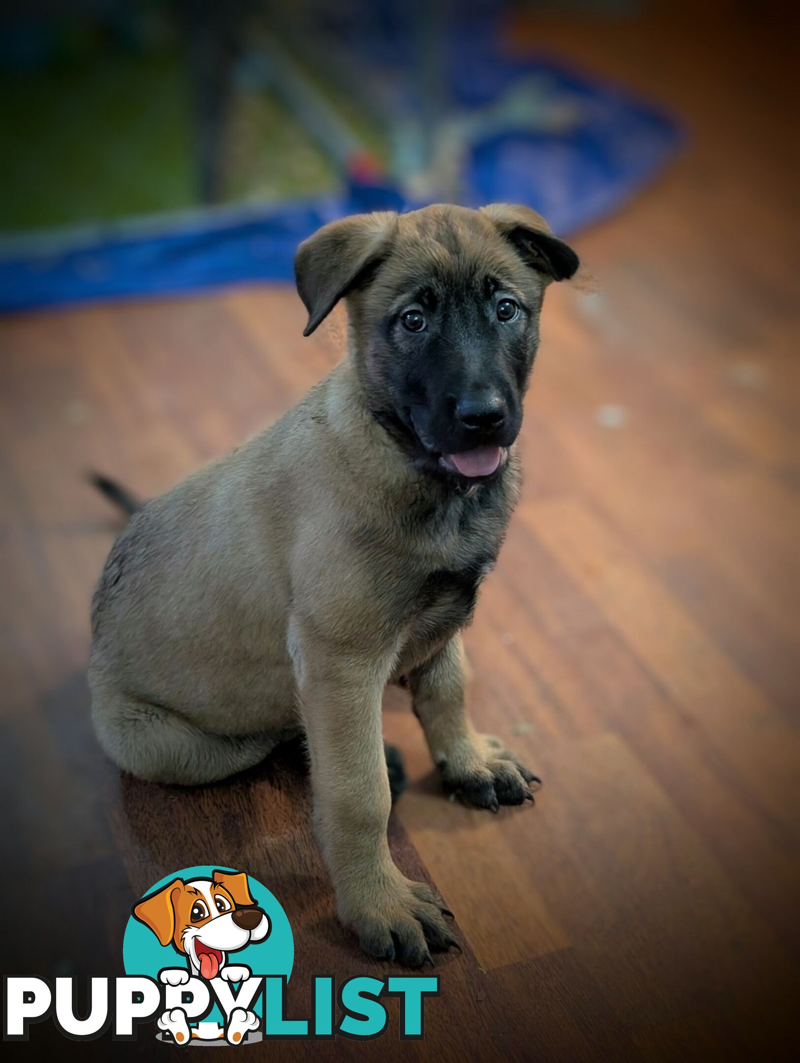 KNVP BELGAIN MALINOIS X DUTCH SHEPPARD