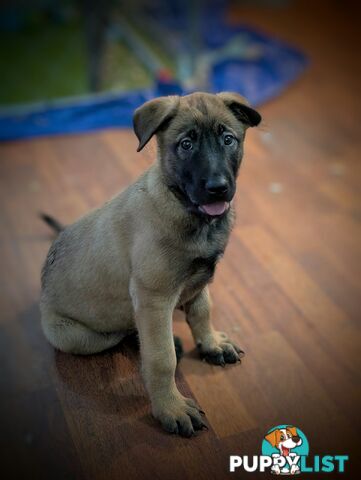 KNVP BELGAIN MALINOIS X DUTCH SHEPPARD