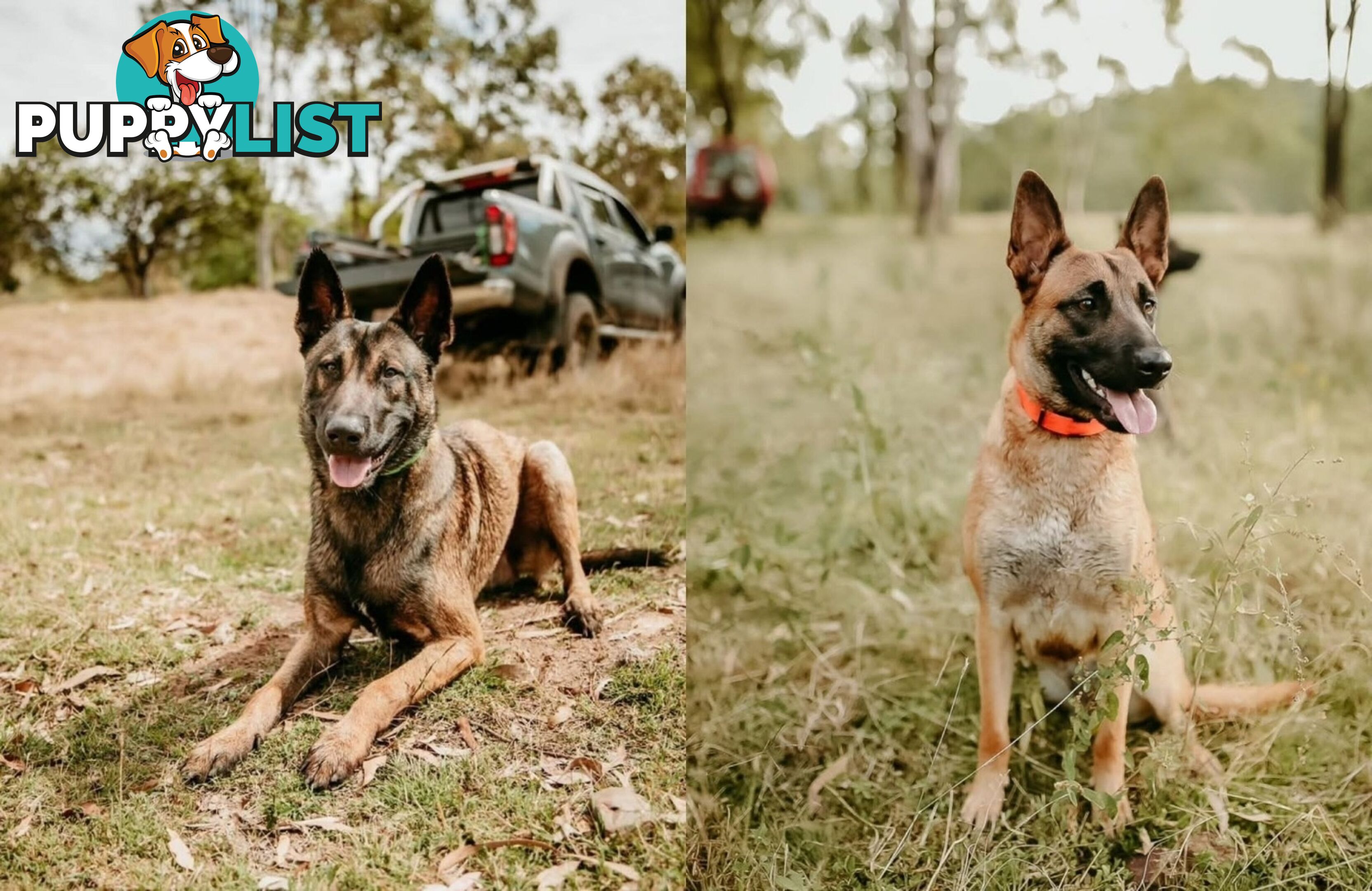 KNVP BELGAIN MALINOIS X DUTCH SHEPPARD